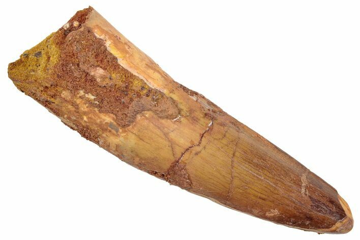 Fossil Spinosaurus Tooth - Beautiful Enamel #259614